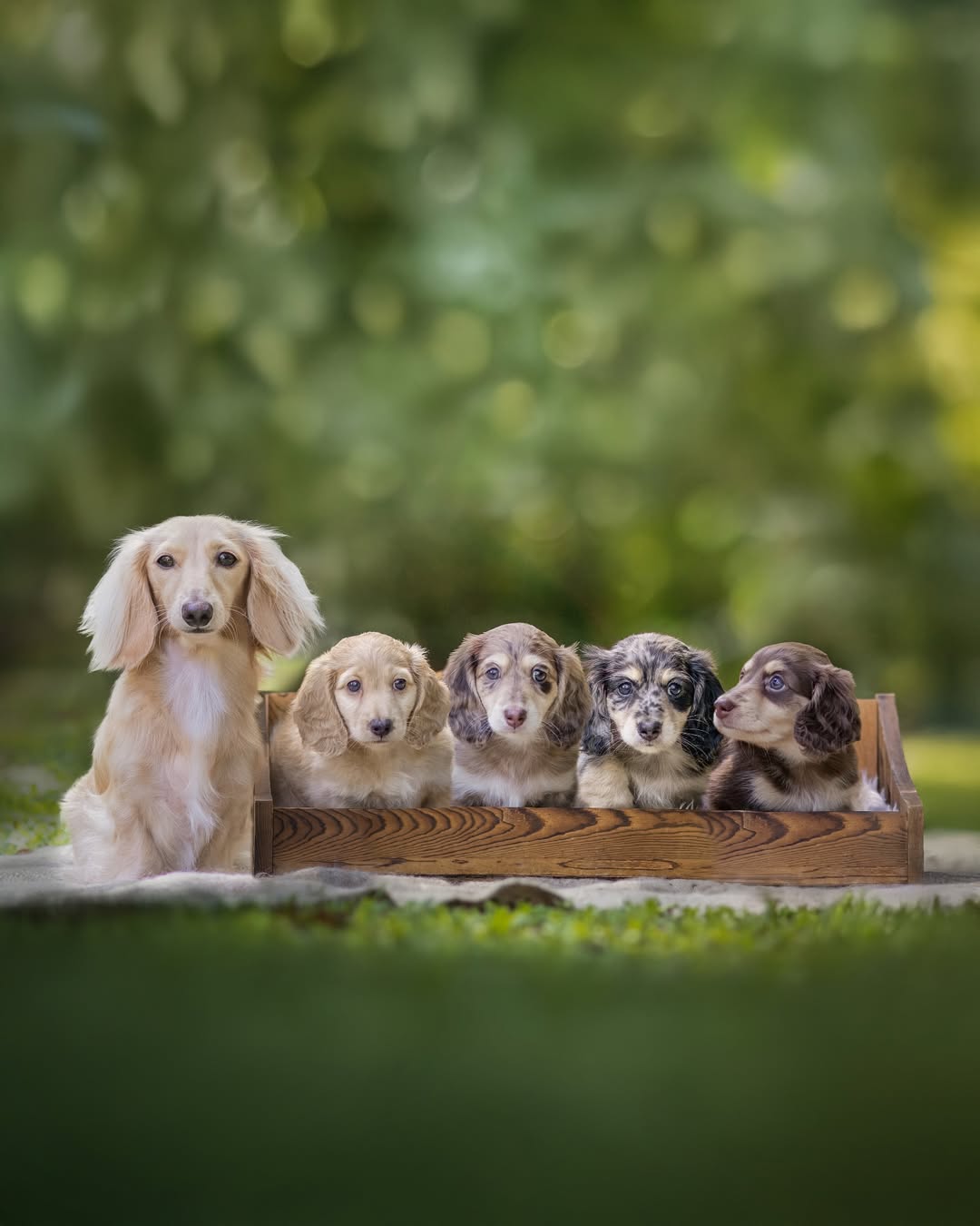 Mini Dachshund mother and puppies together outdoors
